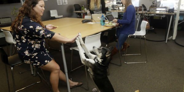 perros en la oficina ejemplo