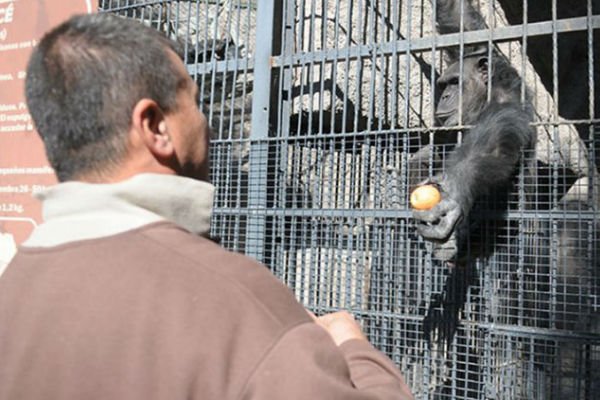 chimpancé cecilia zoo