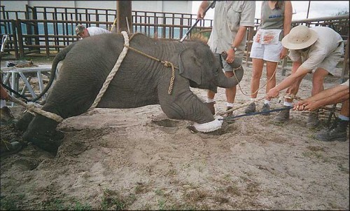 2__ringling