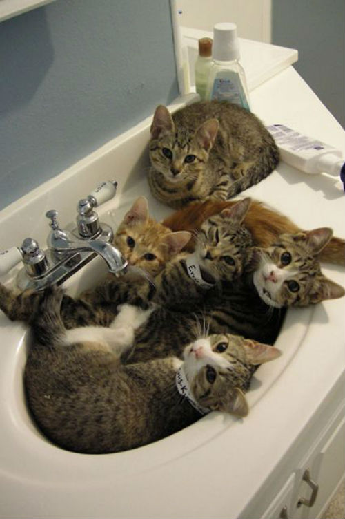 Comportamiento de los gatos