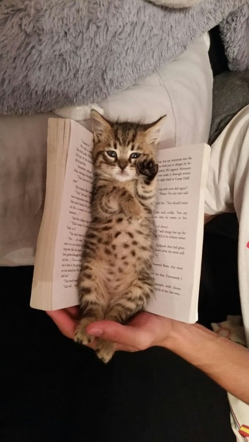 Comportamiento de los gatos3
