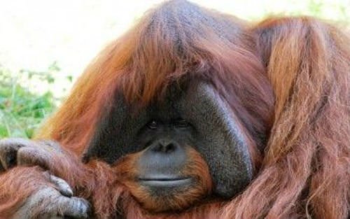 orangutan-indonesia-350x219